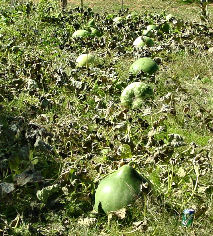 large gourds in field after frost