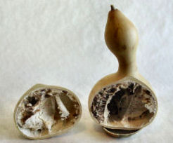 Gourd cut in half