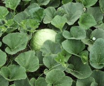 Gourd plant leaves