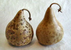 Moldy and cleaned gourds