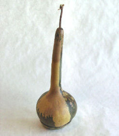 Partially cleaned gourd