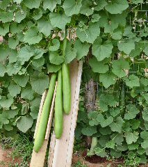 Snake gourds on trellis and boards